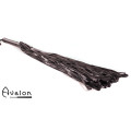 Avalon - LUCIUS - Sort Flogger i Mykt Lær